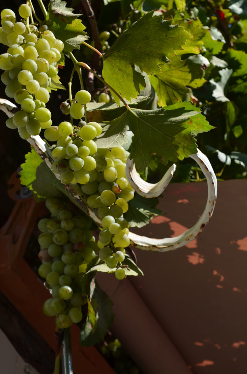CLOSE-UP OF GRAPES GROWING IN PLANT