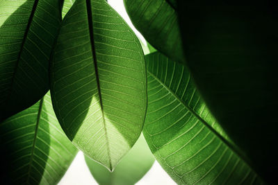 Close-up of green leaves