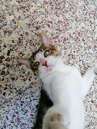 Portrait of cat lying on bed at home