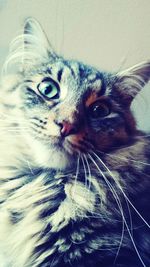 Close-up portrait of a cat