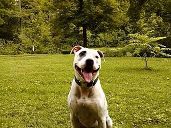 Portrait of dog on grass