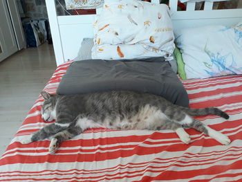 Cat sleeping on bed at home