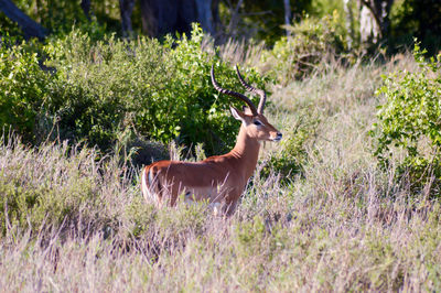 Deer on grassy field