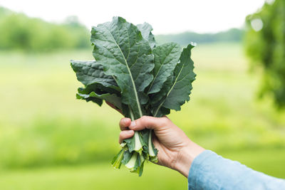 Midsection of person holding leaf