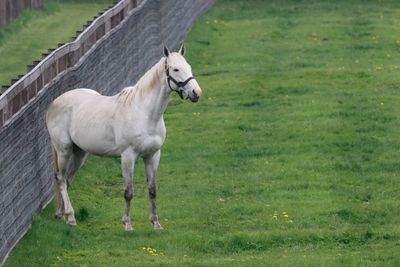 Horse standing in a field