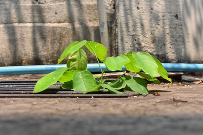 Close-up of green leaves on plant