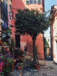 Potted plants in building