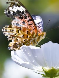 Close-up of butterfly pollinating on flower