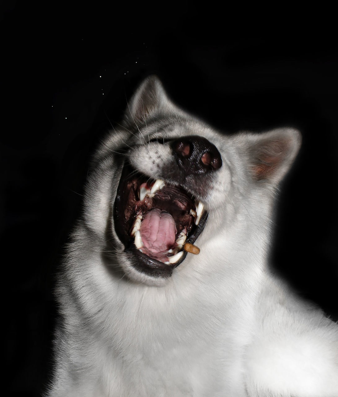 CLOSE-UP OF CAT WITH EYES CLOSED