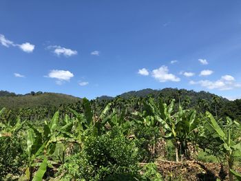 Plants growing on field against sky