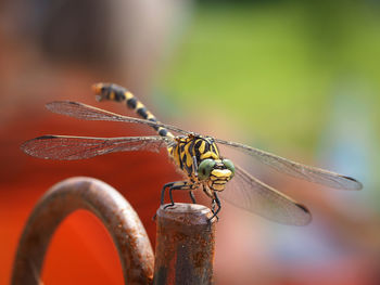 Close-up of dragonfly on rusty iron