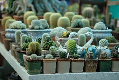 Potted plants for sale at market stall