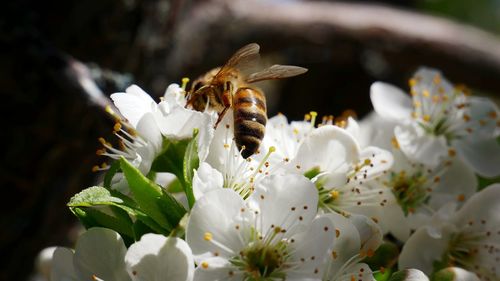 Close-up of bee on white flower