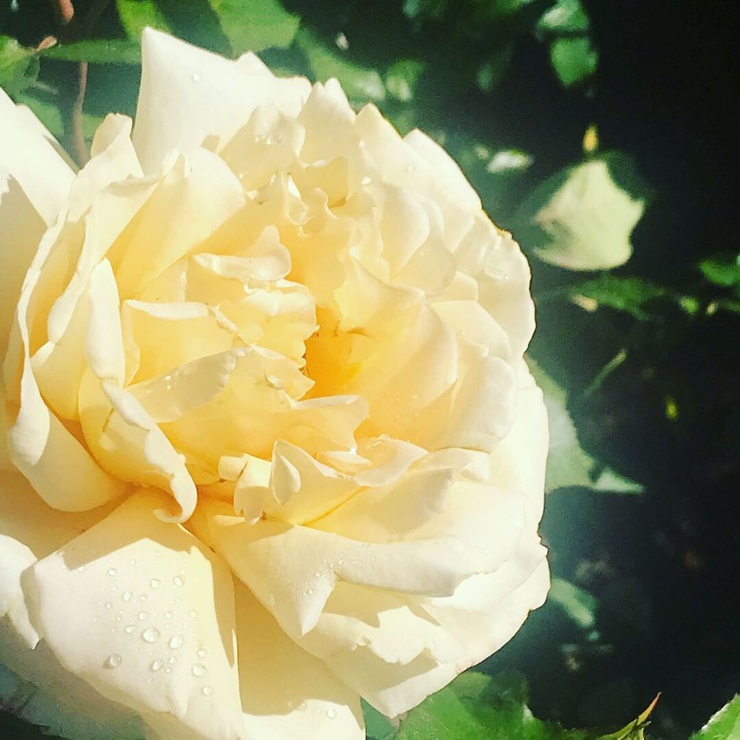 CLOSE-UP OF ROSE PLANT