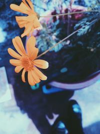 Close-up of flower blooming