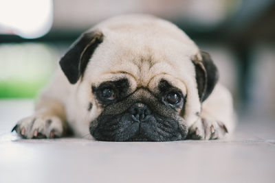 Close-up portrait of a dog