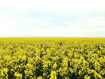 Scenic view of oilseed rape field against sky