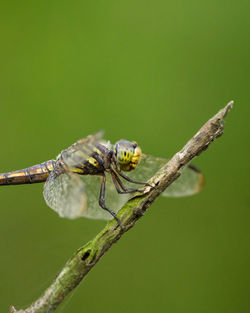 Close-up of insect on plant