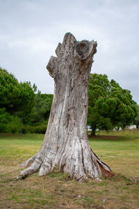 Tree trunk on field against sky