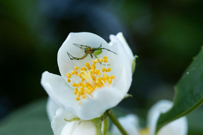Close-up of insect on flower