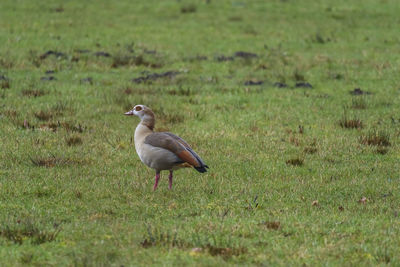 Side view of bird on field