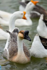 High angle view of geese swimming on lake