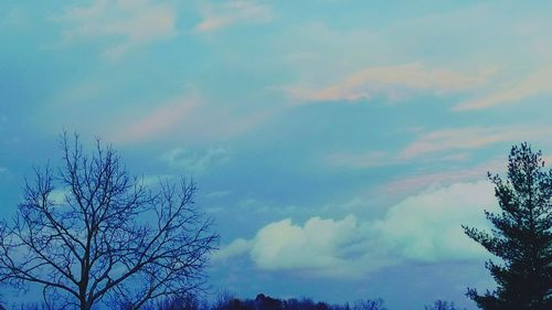 Low angle view of trees against sky