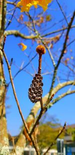 Low angle view of tree against sky