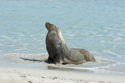 Seal bay, kangaroo island, australia