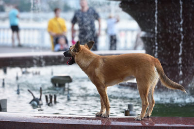 Dog standing in water