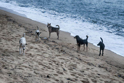 High angle view of horses on beach