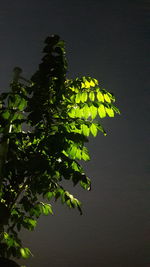 Close-up of green leaves