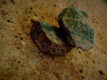 High angle view of lizard on rock