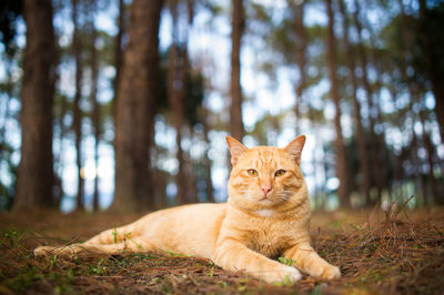 Portrait of a cat