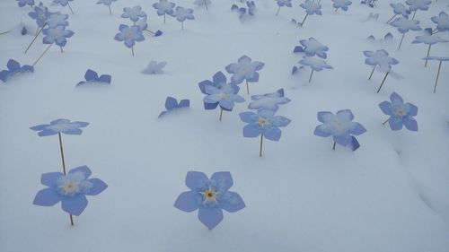 High angle view of forget-me-not flowers on snow covered field