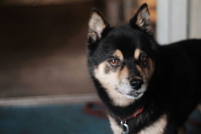 Close-up portrait of a dog