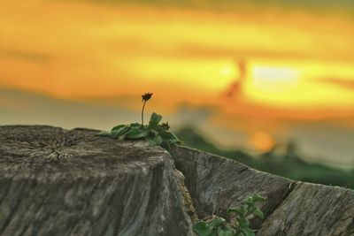 Close-up of insect on rock against orange sky