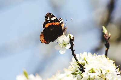 Close-up of butterfly pollinating on flower