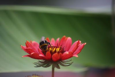 Close-up of bee pollinating on flower