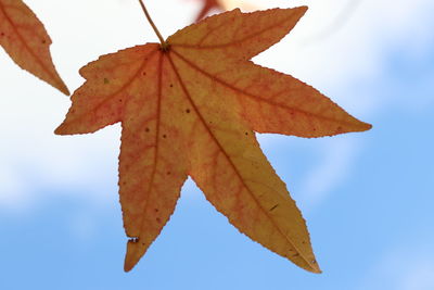 Low angle view of maple leaf against sky