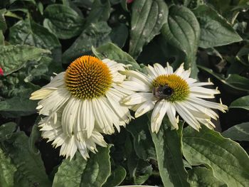 Close-up of white flowering plants