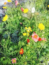Close-up of flowers blooming outdoors