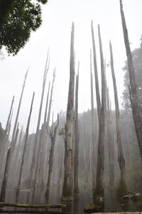 Low angle view of trees in forest against sky