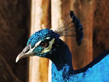 Close-up of a peacock