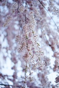 Close-up of cherry blossoms in spring