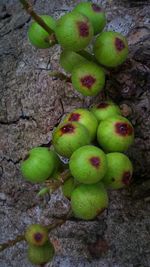 Close-up of tree