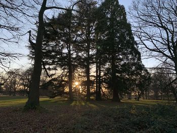 Trees on field against sky