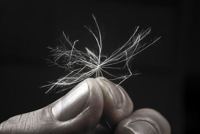 Close-up of hand holding dandelion against black background