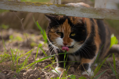 Close-up of a cat looking away