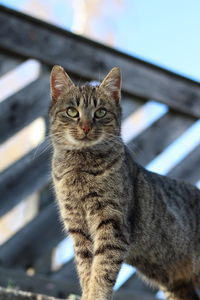 Close-up portrait of a cat